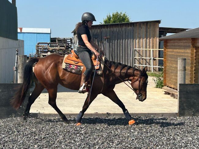 Bildhübsche, feine Quarter Horse Stute, Kerstin Rehbehn (Pferdemarketing Ost), Pferd kaufen, Nienburg, Abbildung 5