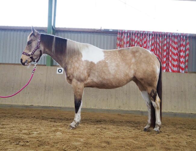 Bildhübsche, kräftige Paint Horse Stute in toller Farbe, Kerstin Rehbehn (Pferdemarketing Ost), Pferd kaufen, Nienburg