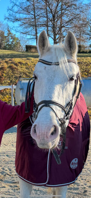 Bildhübsche Lipizzanerstute, Mara, Konie na sprzedaż, Knittelfeld