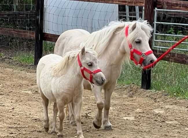 Bildhübsche Palomino Minishetty Stute m.P., Susanne Suer, Pferd kaufen, Datteln
