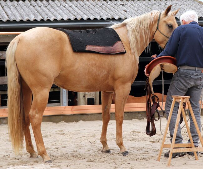 Bildhübsche Palomino (Roan) Quarter Horse Stute - Ein echter Eyecatcher mit Talent und Charakter, Kerstin Rehbehn (Pferdemarketing Ost), Pferd kaufen, Nienburg, Abbildung 4