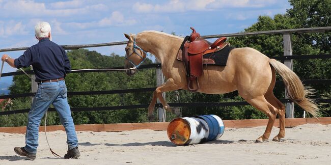 Bildhübsche Palomino (Roan) Quarter Horse Stute - Ein echter Eyecatcher mit Talent und Charakter, Kerstin Rehbehn (Pferdemarketing Ost), Pferd kaufen, Nienburg, Abbildung 5
