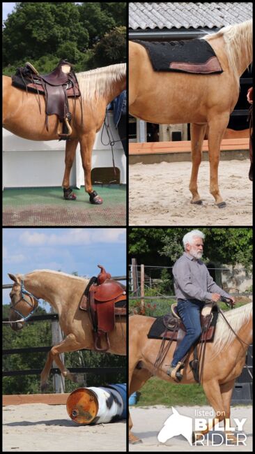 Bildhübsche Palomino (Roan) Quarter Horse Stute - Ein echter Eyecatcher mit Talent und Charakter, Kerstin Rehbehn (Pferdemarketing Ost), Pferd kaufen, Nienburg, Abbildung 23