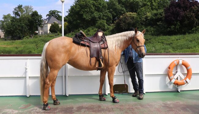 Bildhübsche Palomino (Roan) Quarter Horse Stute - Ein echter Eyecatcher mit Talent und Charakter, Kerstin Rehbehn (Pferdemarketing Ost), Pferd kaufen, Nienburg