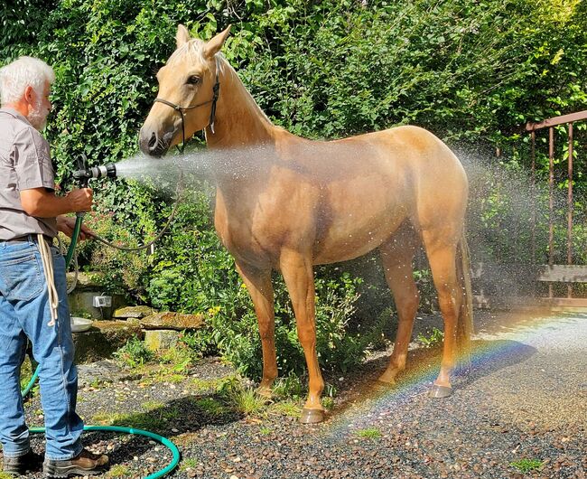 Bildhübsche Palomino (Roan) Quarter Horse Stute - Ein echter Eyecatcher mit Talent und Charakter, Kerstin Rehbehn (Pferdemarketing Ost), Pferd kaufen, Nienburg, Abbildung 7