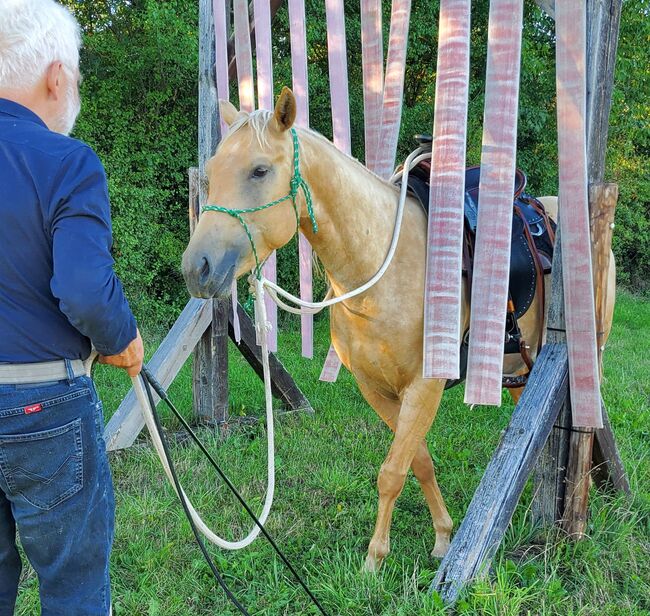 Bildhübsche Palomino (Roan) Quarter Horse Stute - Ein echter Eyecatcher mit Talent und Charakter, Kerstin Rehbehn (Pferdemarketing Ost), Pferd kaufen, Nienburg, Abbildung 9
