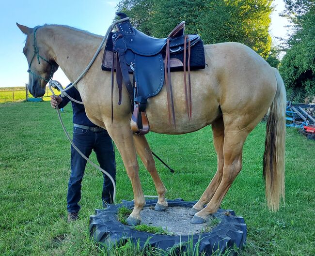 Bildhübsche Palomino (Roan) Quarter Horse Stute - Ein echter Eyecatcher mit Talent und Charakter, Kerstin Rehbehn (Pferdemarketing Ost), Pferd kaufen, Nienburg, Abbildung 8