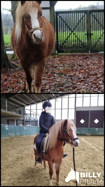 Bildhübsche Ponystute, Schräder, Pferd kaufen, Borgholzhausen , Abbildung 3