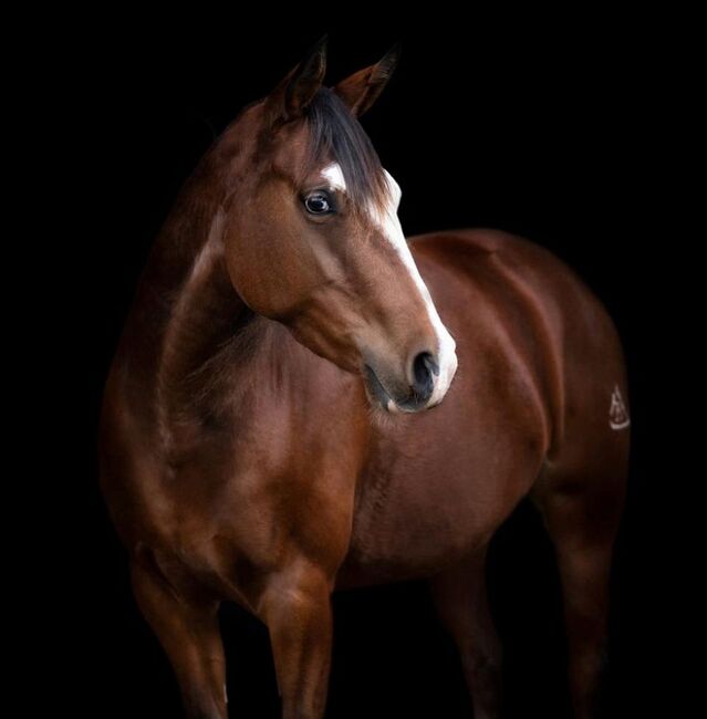 Bildhübsche Quarter Horse Stute mit erstklassiger Abstammung, Kerstin Rehbehn (Pferdemarketing Ost), Pferd kaufen, Nienburg, Abbildung 5