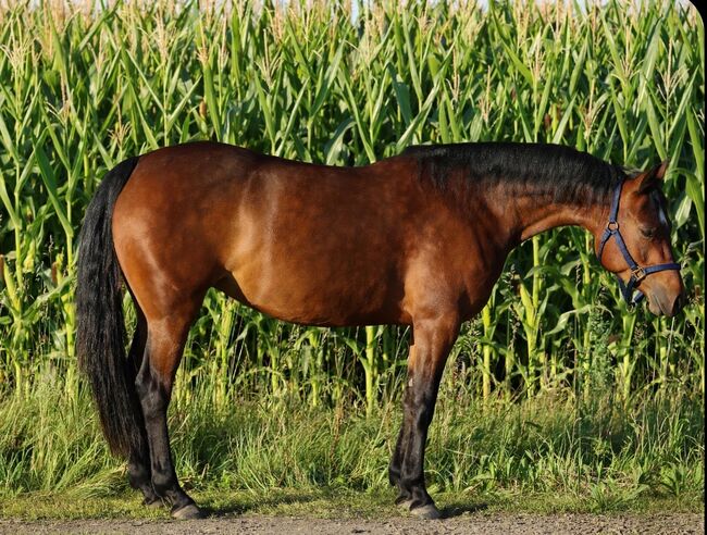 Bildhübsche Quarter Horse Stute mit Talent und Perspektive, Kerstin Rehbehn (Pferdemarketing Ost), Pferd kaufen, Nienburg