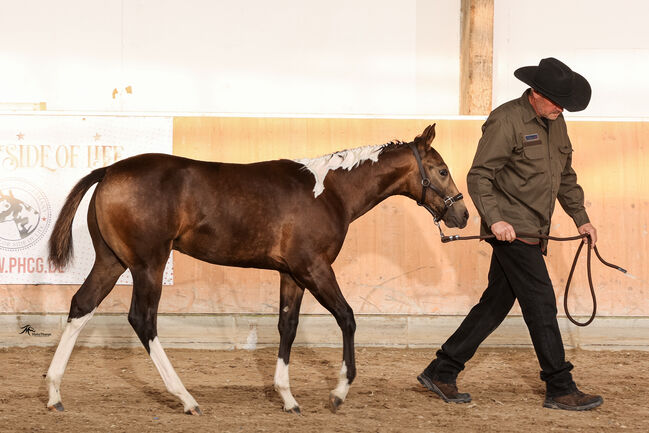 Bildhübscher, buckskin-tobiano Paint Horse Hengstjährling, Kerstin Rehbehn (Pferdemarketing Ost), Pferd kaufen, Nienburg, Abbildung 6