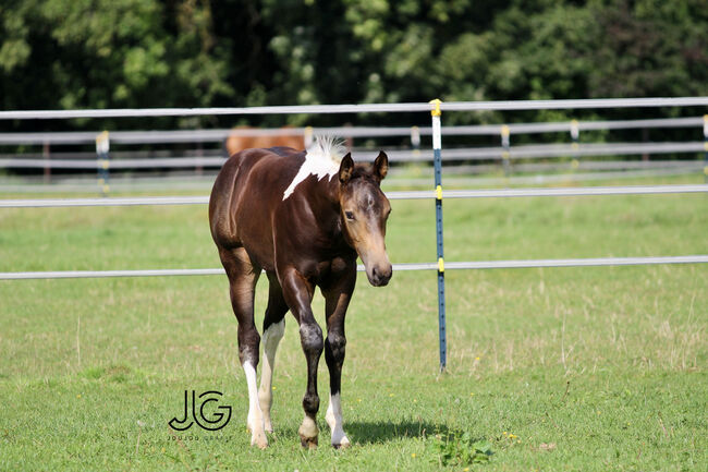 Bildhübscher, buckskin-tobiano Paint Horse Hengstjährling, Kerstin Rehbehn (Pferdemarketing Ost), Pferd kaufen, Nienburg, Abbildung 14