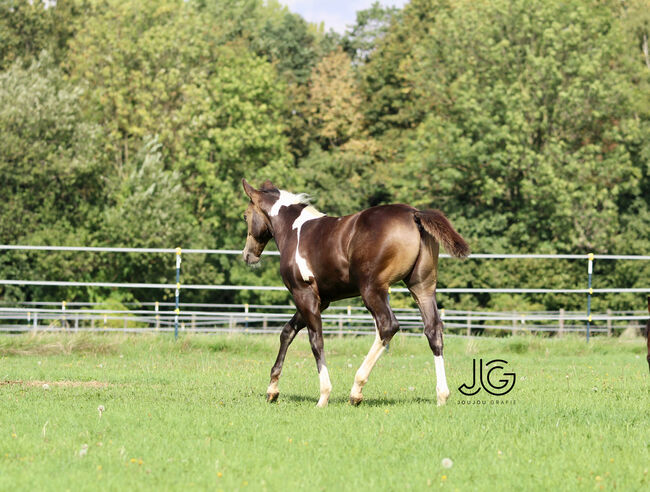 Bildhübscher, buckskin-tobiano Paint Horse Hengstjährling, Kerstin Rehbehn (Pferdemarketing Ost), Pferd kaufen, Nienburg, Abbildung 16