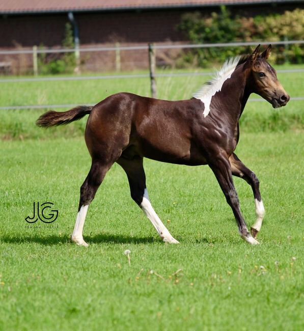 Bildhübscher, buckskin-tobiano Paint Horse Hengstjährling, Kerstin Rehbehn (Pferdemarketing Ost), Pferd kaufen, Nienburg, Abbildung 17