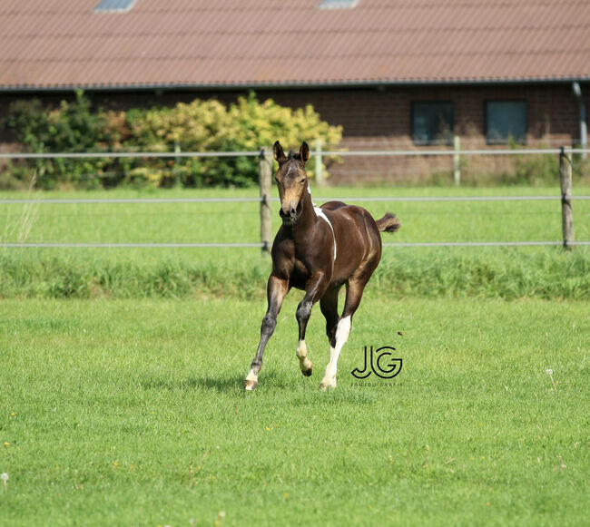 Bildhübscher, buckskin-tobiano Paint Horse Hengstjährling, Kerstin Rehbehn (Pferdemarketing Ost), Pferd kaufen, Nienburg, Abbildung 16