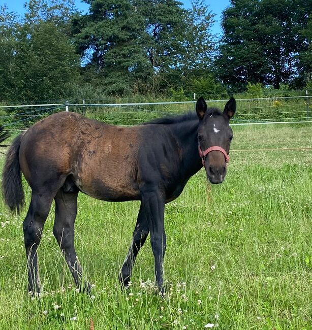 Bildhübscher, dunkelbrauner Quarter Horse Hengst, Kerstin Rehbehn (Pferdemarketing Ost), Pferd kaufen, Nienburg, Abbildung 5