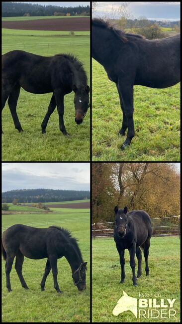 Bildhübscher, dunkelbrauner Quarter Horse Hengst, Kerstin Rehbehn (Pferdemarketing Ost), Pferd kaufen, Nienburg, Abbildung 10