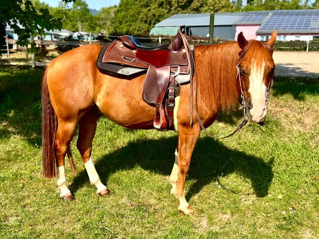 Bildhübscher, leistungsbereiter Quarter Horse Wallach mit Top-Pedigree - Ready to Show!, Kerstin Rehbehn (Pferdemarketing Ost), Pferd kaufen, Nienburg, Abbildung 8