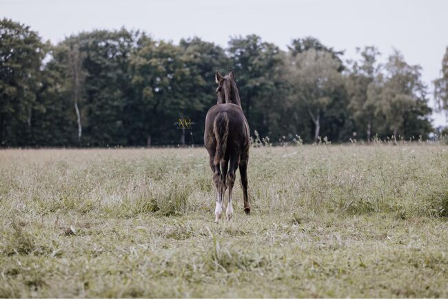 Bildhübscher, schwarzer Quarter Horse Jährling mit top Reining Pedigree, Kerstin Rehbehn (Pferdemarketing Ost), Pferd kaufen, Nienburg, Abbildung 14