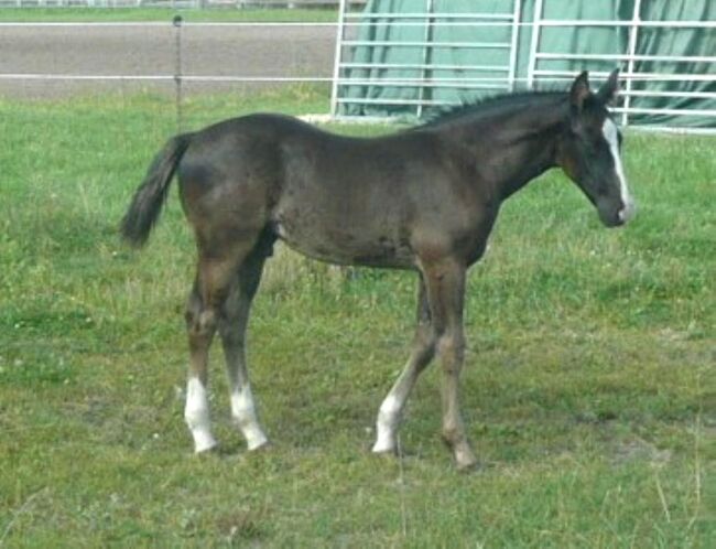 Bildhübscher, schwarzer Quarter Horse Jährling mit top Reining Pedigree, Kerstin Rehbehn (Pferdemarketing Ost), Pferd kaufen, Nienburg, Abbildung 7