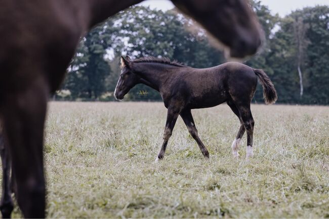 Bildhübscher, schwarzer Quarter Horse Jährling mit top Reining Pedigree, Kerstin Rehbehn (Pferdemarketing Ost), Pferd kaufen, Nienburg, Abbildung 15