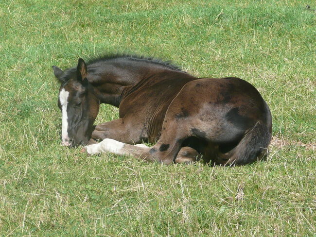 Bildhübscher, schwarzer Quarter Horse Jährling mit top Reining Pedigree, Kerstin Rehbehn (Pferdemarketing Ost), Pferd kaufen, Nienburg, Abbildung 2