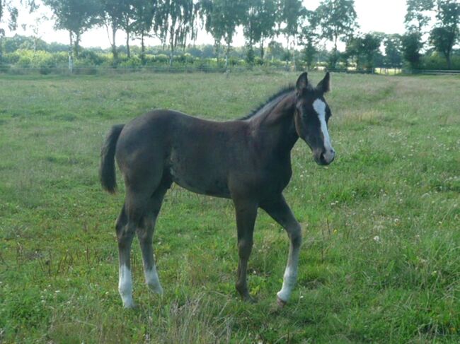 Bildhübscher, schwarzer Quarter Horse Jährling mit top Reining Pedigree, Kerstin Rehbehn (Pferdemarketing Ost), Pferd kaufen, Nienburg, Abbildung 5