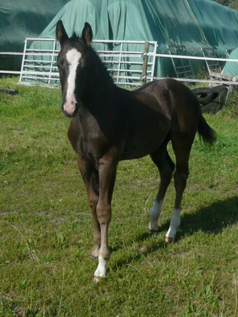 Bildhübscher, schwarzer Quarter Horse Jährling mit top Reining Pedigree, Kerstin Rehbehn (Pferdemarketing Ost), Pferd kaufen, Nienburg, Abbildung 9