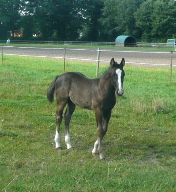 Bildhübscher, schwarzer Quarter Horse Jährling mit top Reining Pedigree, Kerstin Rehbehn (Pferdemarketing Ost), Pferd kaufen, Nienburg, Abbildung 6