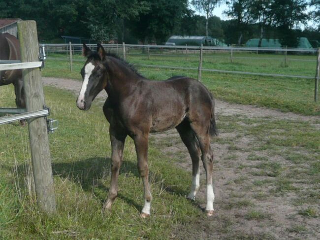 Bildhübscher, schwarzer Quarter Horse Jährling mit top Reining Pedigree, Kerstin Rehbehn (Pferdemarketing Ost), Pferd kaufen, Nienburg, Abbildung 4