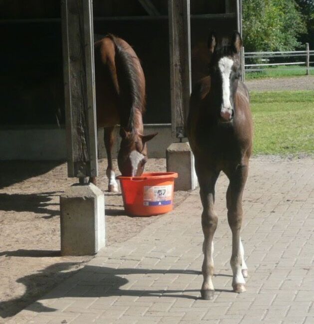 Bildhübscher, schwarzer Quarter Horse Jährling mit top Reining Pedigree, Kerstin Rehbehn (Pferdemarketing Ost), Pferd kaufen, Nienburg, Abbildung 13