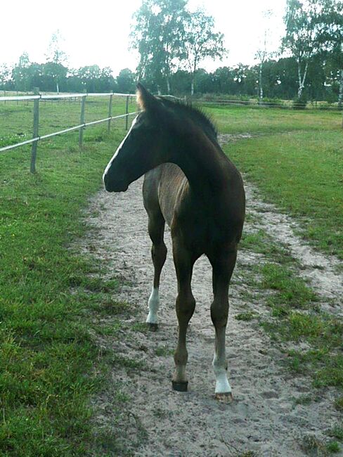 Bildhübscher, schwarzer Quarter Horse Jährling mit top Reining Pedigree, Kerstin Rehbehn (Pferdemarketing Ost), Pferd kaufen, Nienburg, Abbildung 10