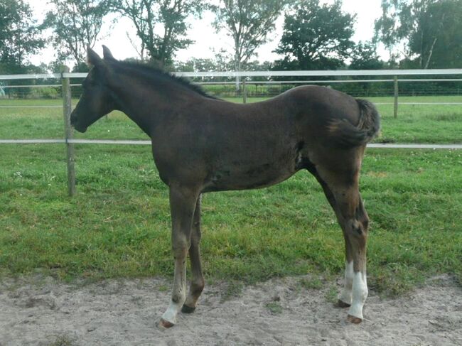 Bildhübscher, schwarzer Quarter Horse Jährling mit top Reining Pedigree, Kerstin Rehbehn (Pferdemarketing Ost), Pferd kaufen, Nienburg, Abbildung 11