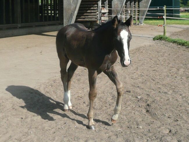 Bildhübscher, schwarzer Quarter Horse Jährling mit top Reining Pedigree, Kerstin Rehbehn (Pferdemarketing Ost), Pferd kaufen, Nienburg, Abbildung 8