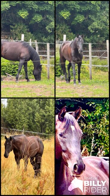 Bildhübscher, sensibler Quarter Horse Wallach mit AQHA-Papieren, Kerstin Rehbehn (Pferdemarketing Ost), Pferd kaufen, Nienburg, Abbildung 5