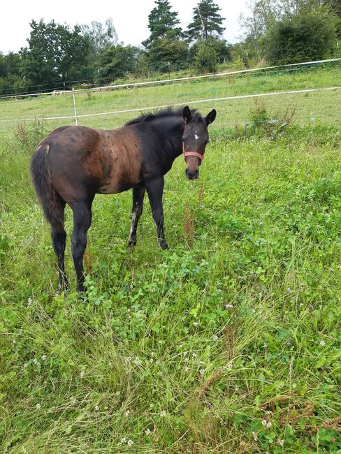 Bildhübsches, dunkelbraunes Quarter Horse Hengstfohlen, Kerstin Rehbehn (Pferdemarketing Ost), Pferd kaufen, Nienburg, Abbildung 7