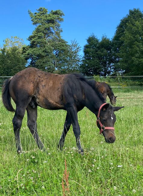 Bildhübsches, dunkelbraunes Quarter Horse Hengstfohlen, Kerstin Rehbehn (Pferdemarketing Ost), Pferd kaufen, Nienburg, Abbildung 8