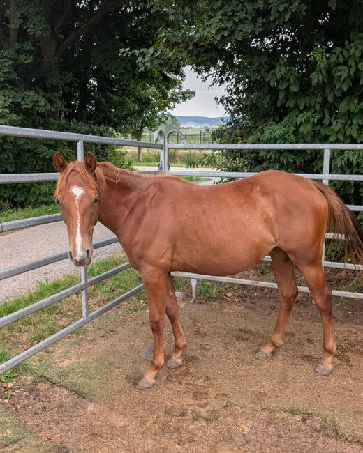 Bildhübsches QH-Nachwuchspferd mit Top-Perspektive im Sport, Kerstin Rehbehn (Pferdemarketing Ost), Pferd kaufen, Nienburg, Abbildung 2