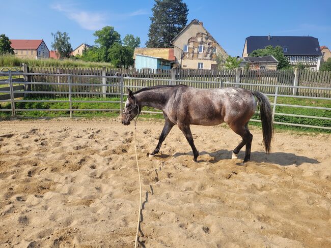 Bildschöne Appaloosa-Stute sucht ambitionierten Freizeitreiter, Emily Meier von Rouden, Pferd kaufen, Schmölln, Abbildung 2