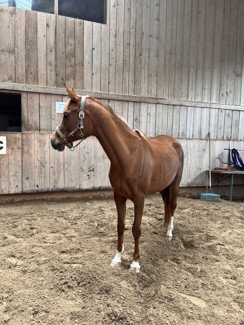 Bildschöne Dunkelfuchsstute mit traumhaften Gängen, Katharina Seitz, Horses For Sale, Amerang, Image 3