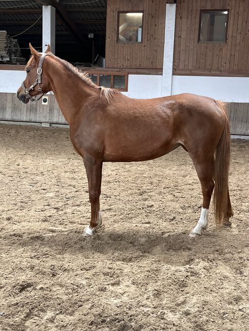 Bildschöne Dunkelfuchsstute mit traumhaften Gängen, Katharina Seitz, Horses For Sale, Amerang, Image 2