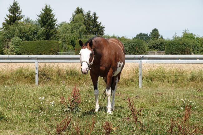 Bildschöne Paint Horse Stute - US-Import mit Top-Abstammung, Kerstin Rehbehn (Pferdemarketing Ost), Pferd kaufen, Nienburg, Abbildung 3