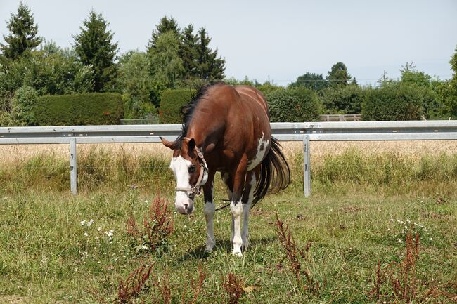 Bildschöne Paint Horse Stute - US-Import mit Top-Abstammung, Kerstin Rehbehn (Pferdemarketing Ost), Pferd kaufen, Nienburg, Abbildung 4