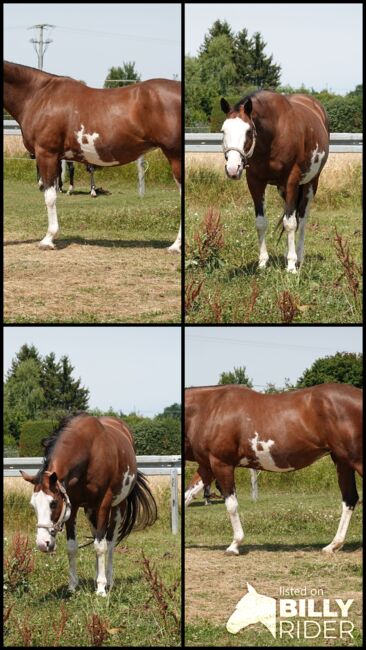 Bildschöne Paint Horse Stute - US-Import mit Top-Abstammung, Kerstin Rehbehn (Pferdemarketing Ost), Pferd kaufen, Nienburg, Abbildung 5