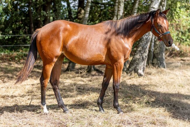 Bildschöne Quarter Horse Stute mit Spitzenabstammung und Traumcharakter, Kerstin Rehbehn (Pferdemarketing Ost), Pferd kaufen, Nienburg