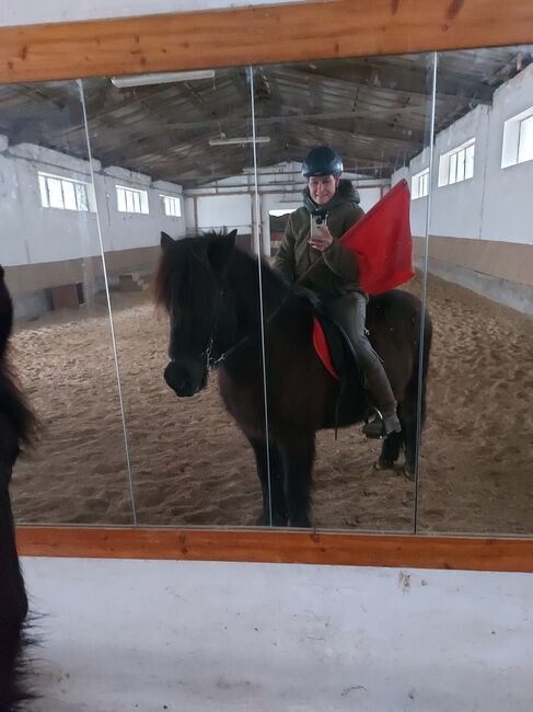 Bildschöner Isländer, Rappwallach, Pet, Horses For Sale, Simontornya