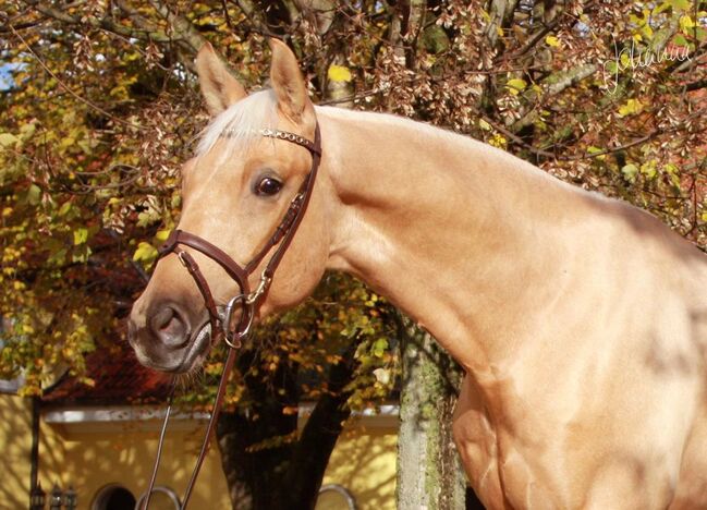 Bildschöner Palomino Allrounder, Karin , Pferd kaufen, Wehringen 