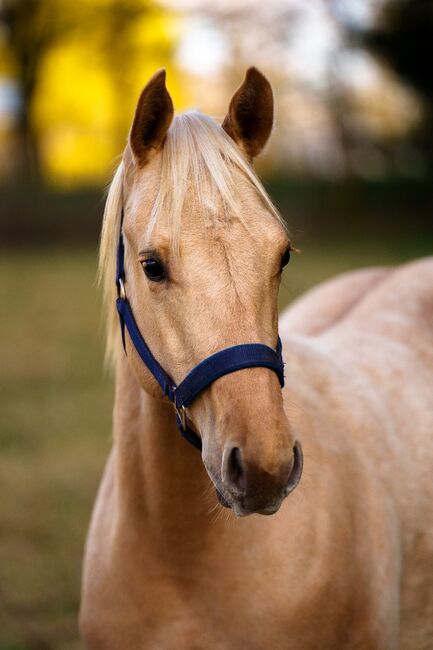 Bildschöner Quarter Horse Nachwuchs von Best Spook, Kerstin Rehbehn (Pferdemarketing Ost), Pferd kaufen, Nienburg, Abbildung 4