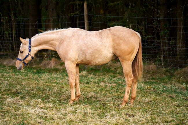 Bildschöner Quarter Horse Nachwuchs von Best Spook, Kerstin Rehbehn (Pferdemarketing Ost), Pferd kaufen, Nienburg, Abbildung 3