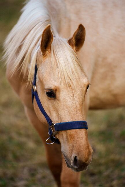 Bildschöner Quarter Horse Nachwuchs von Best Spook, Kerstin Rehbehn (Pferdemarketing Ost), Pferd kaufen, Nienburg, Abbildung 5